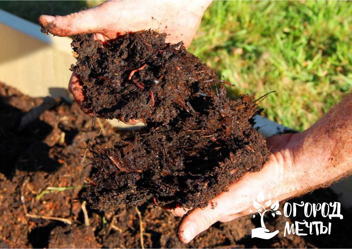 Органические удобрения – лучший выбор для бюджетной подкормки почвы на даче! 