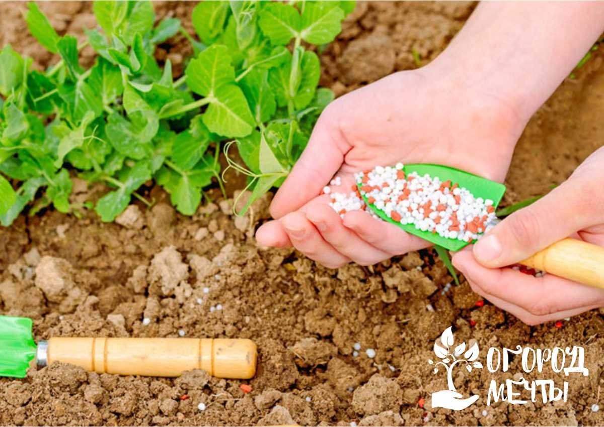 Удобрение почвы на грядках: какие питательные удобрения следует вносить в грунт в весеннее время