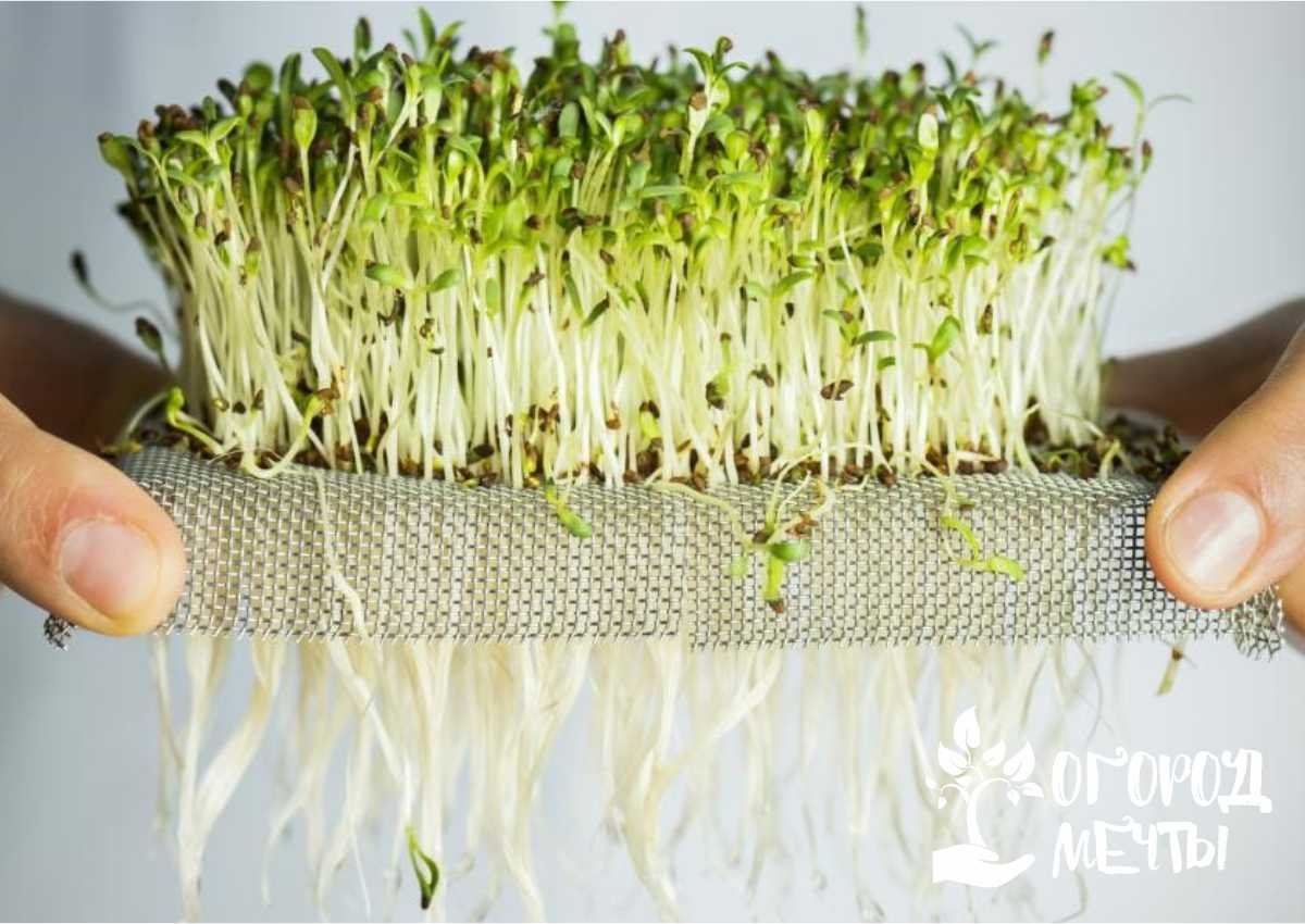 Как вырастить микрозелень