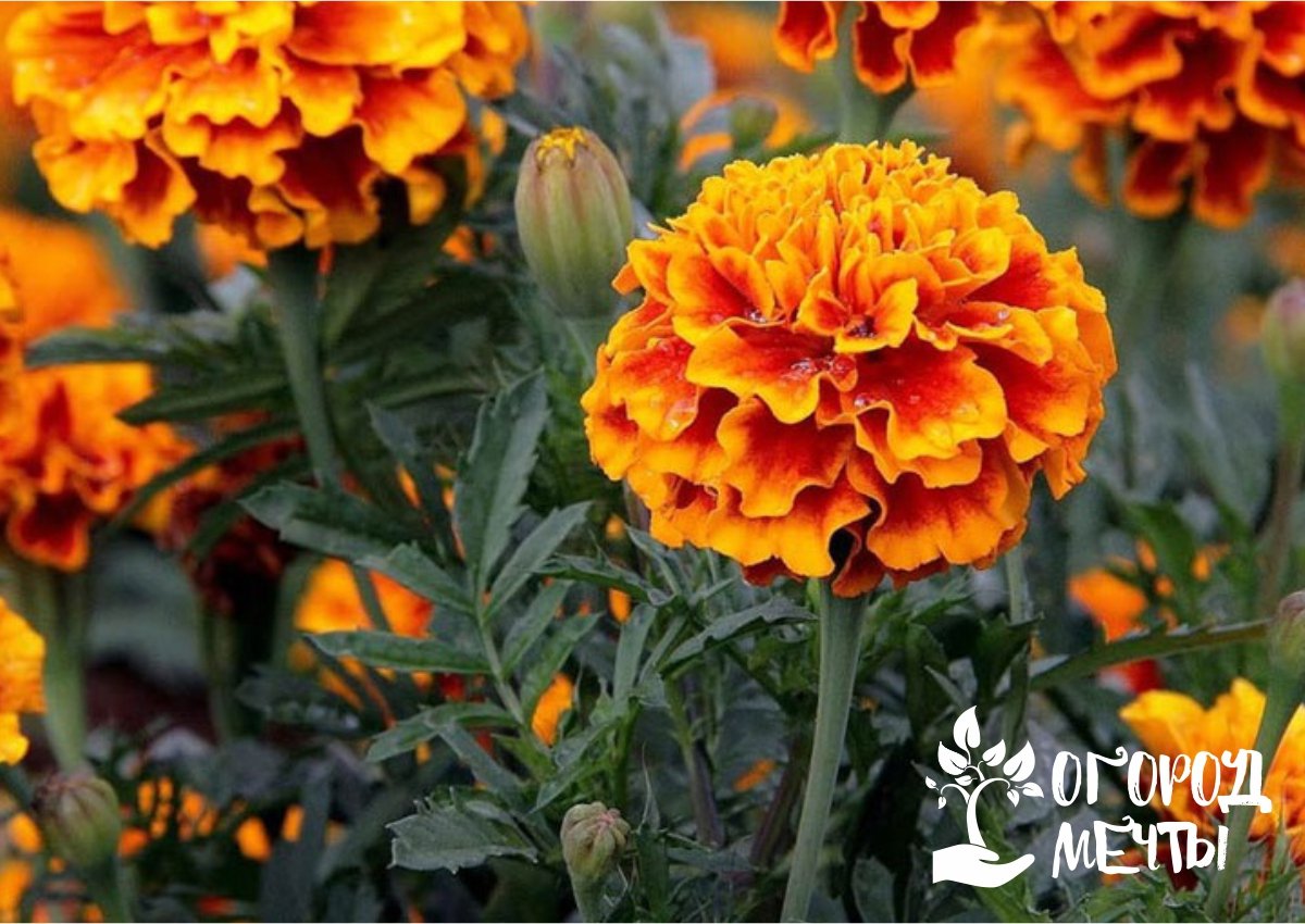 Бархатцы – лучшие сорта самого популярного цветка на дачной клумбе