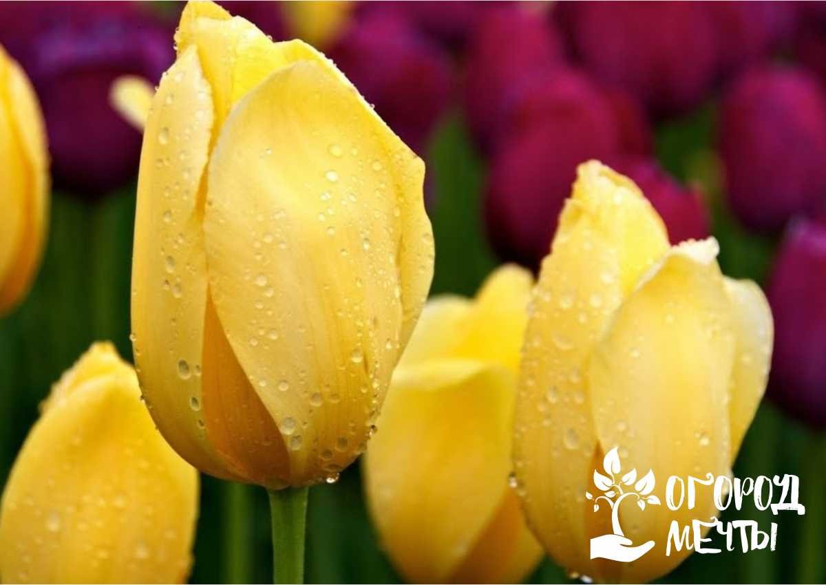 Тюльпаны – настоящие короли весеннего сада! 