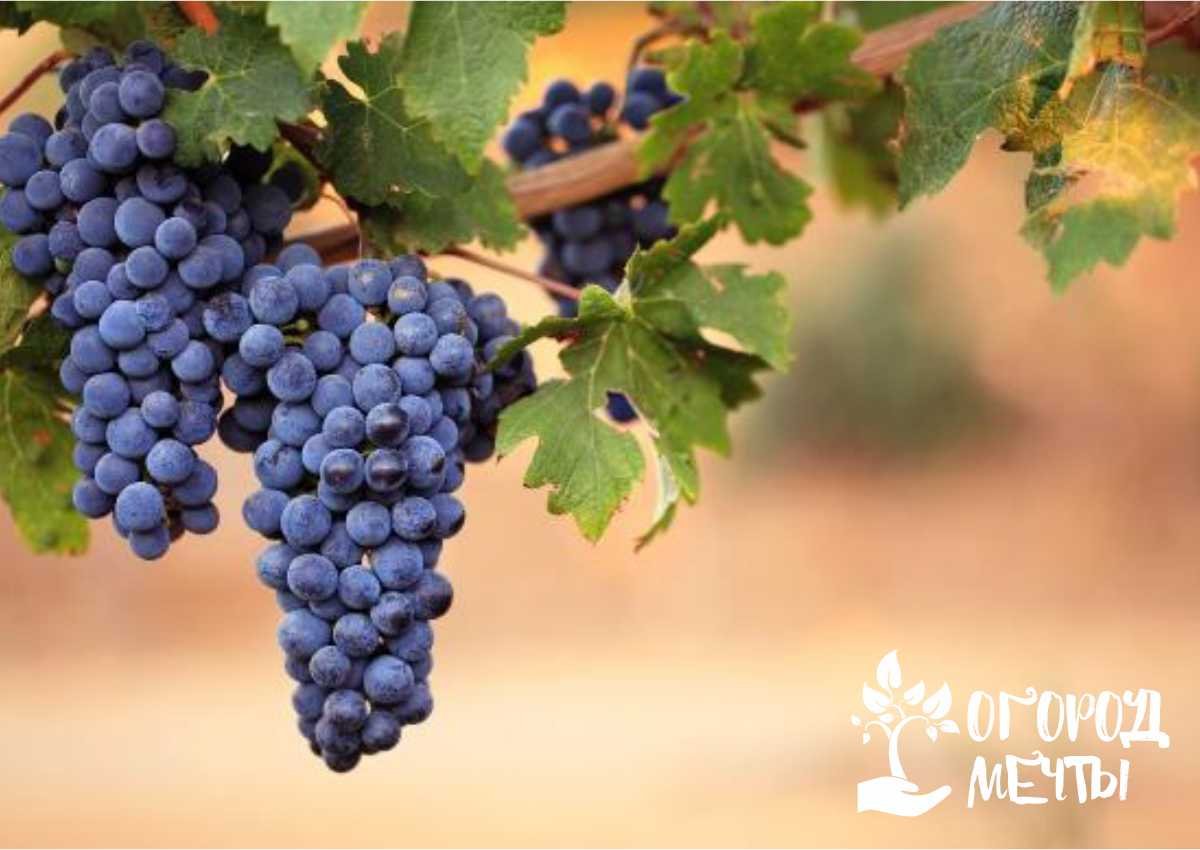 Сорта винограда, которые приятно удивят каждого дачника! Новые виды винограда для дачного сада
