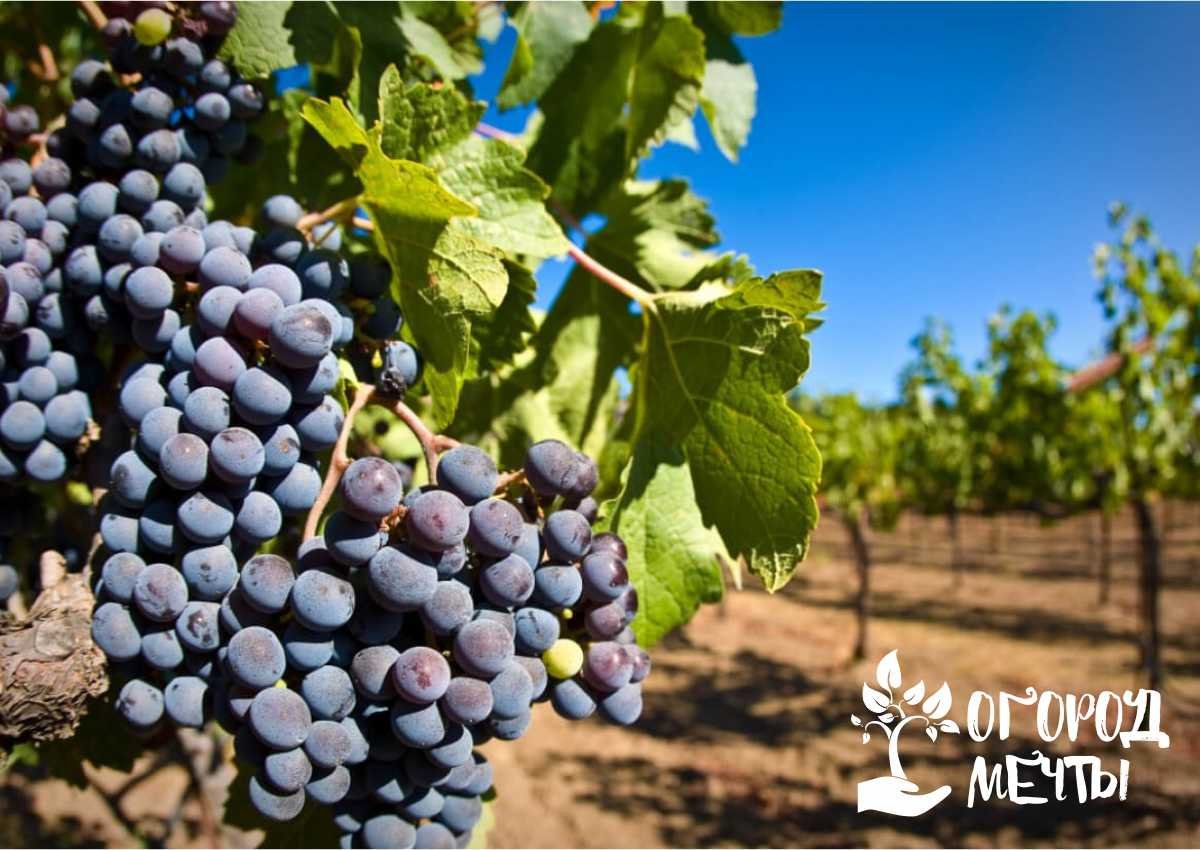 Сорта винограда – подборка лучших виноградных сортов