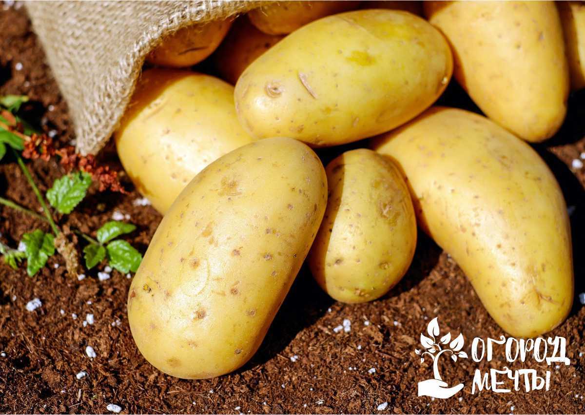 Картофель: посадка и уход за картофелем в контейнерах