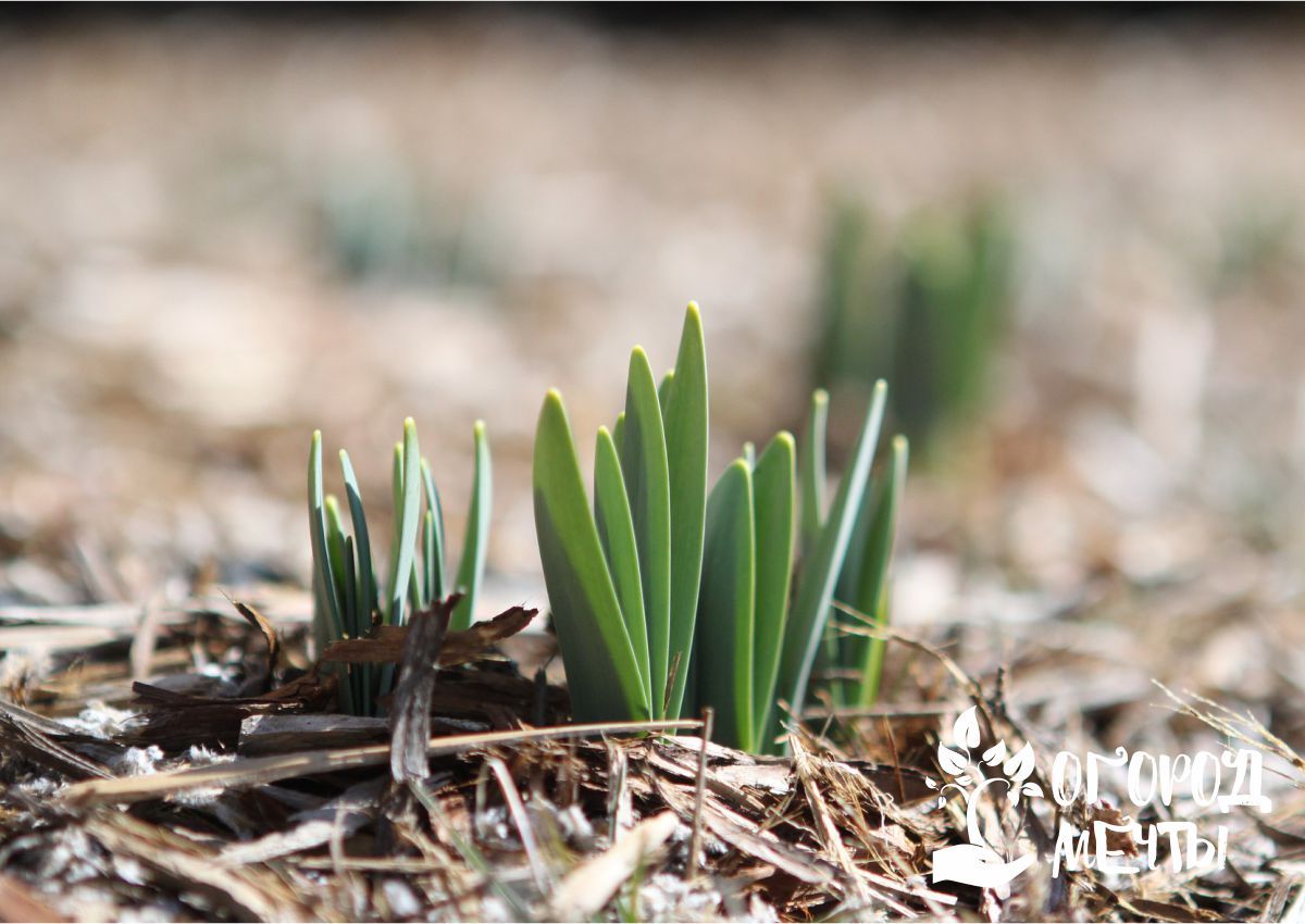 Календарь огородника на апрель: порядок действий в саду и огороде весной