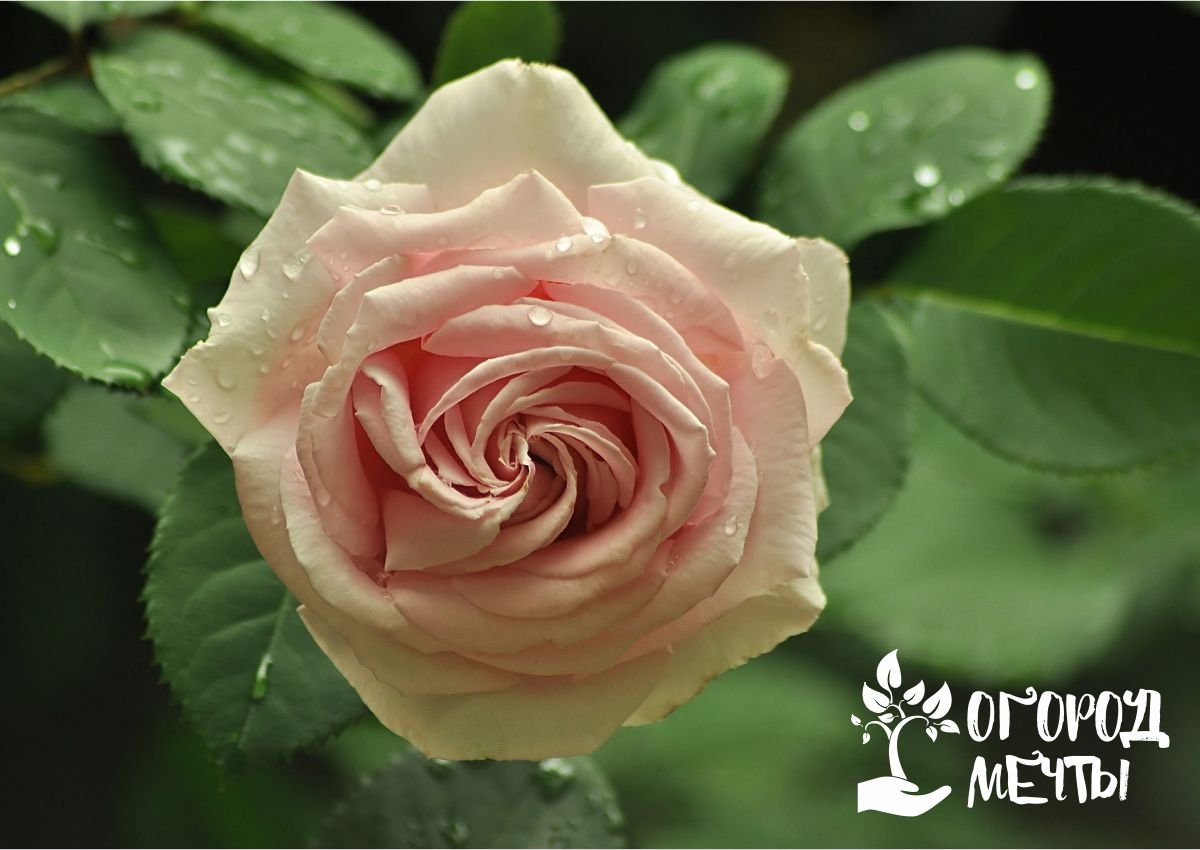 Чайная роза – особенности выращивания розы в саду