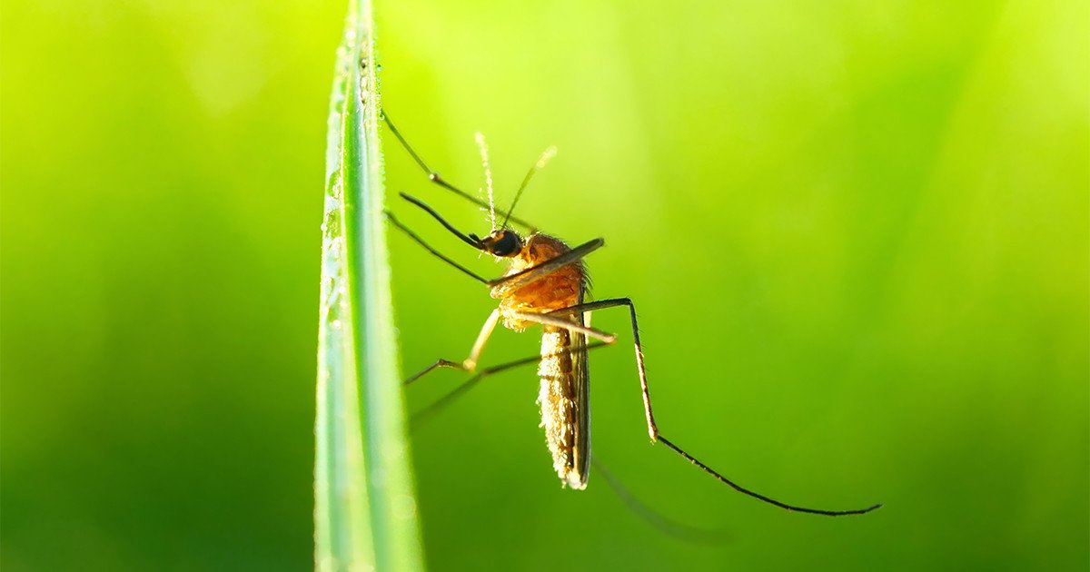 Как избавиться от комаров на участке народными средствами